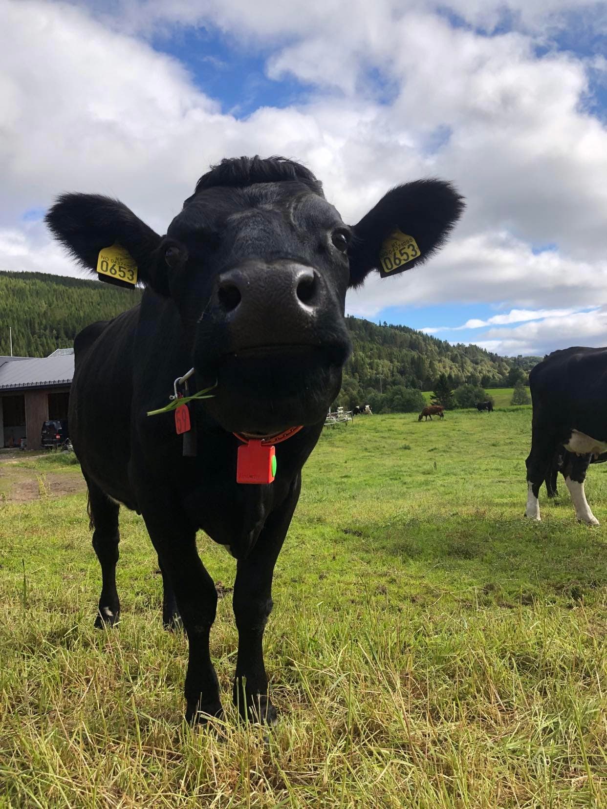 Cow with red e-bell