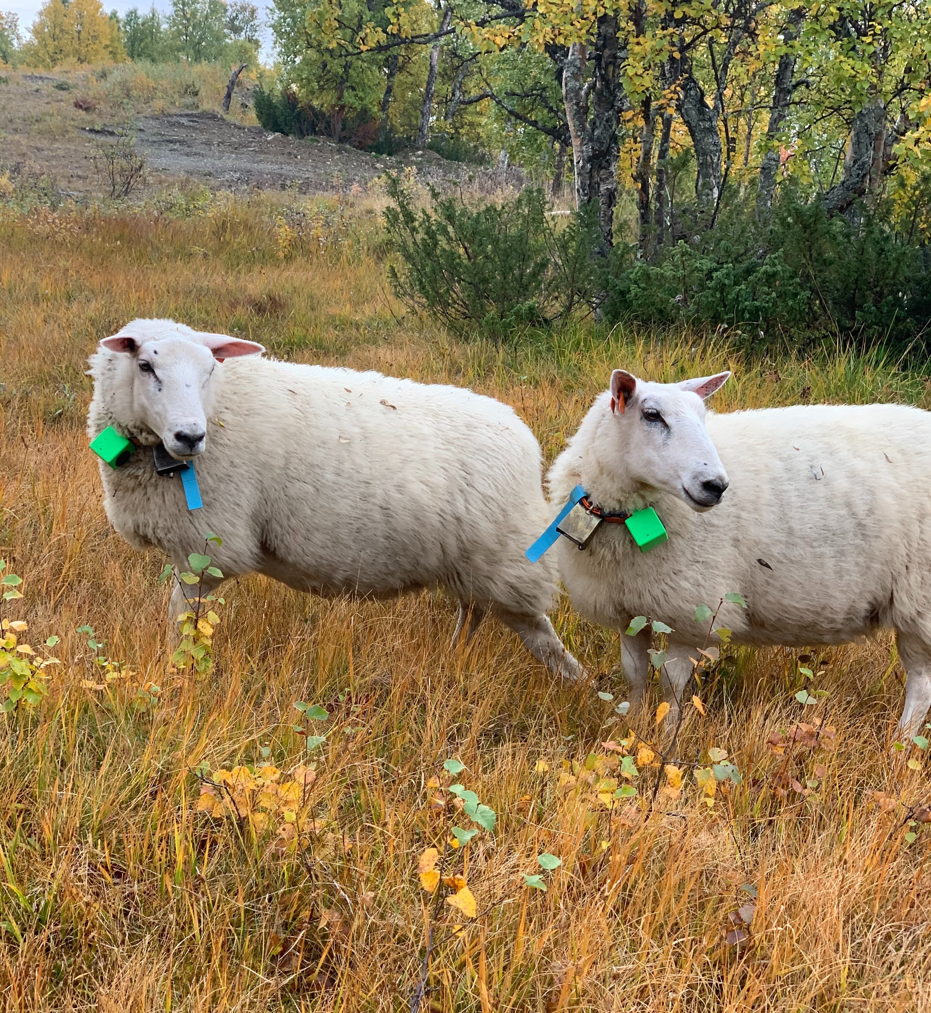Sheep with E-bells