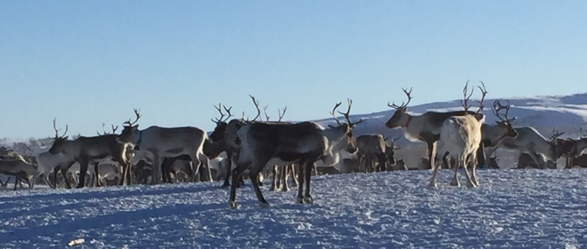 Herd of reindeer on the winter plateau
