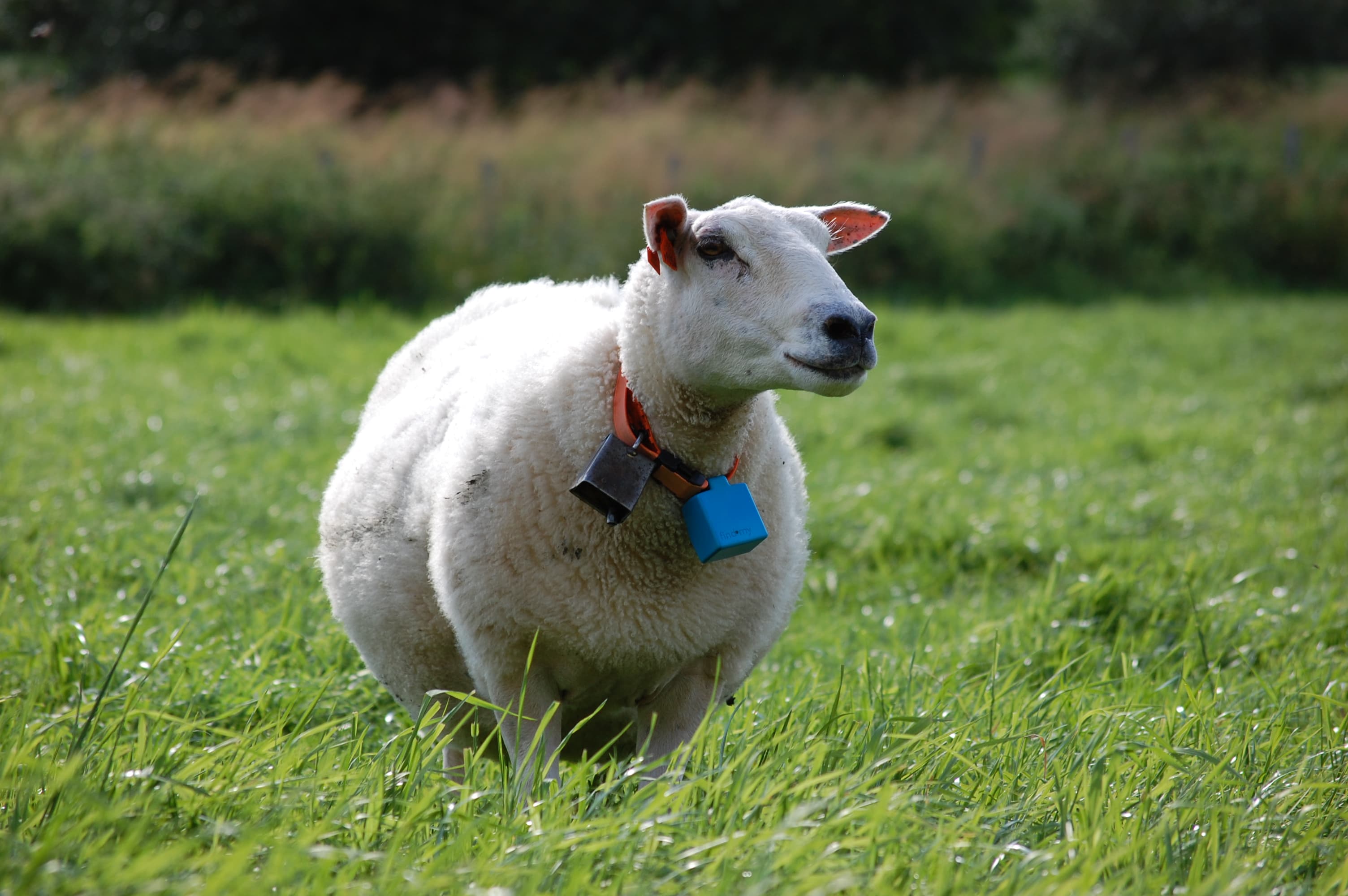 Sheep with blue e-bell